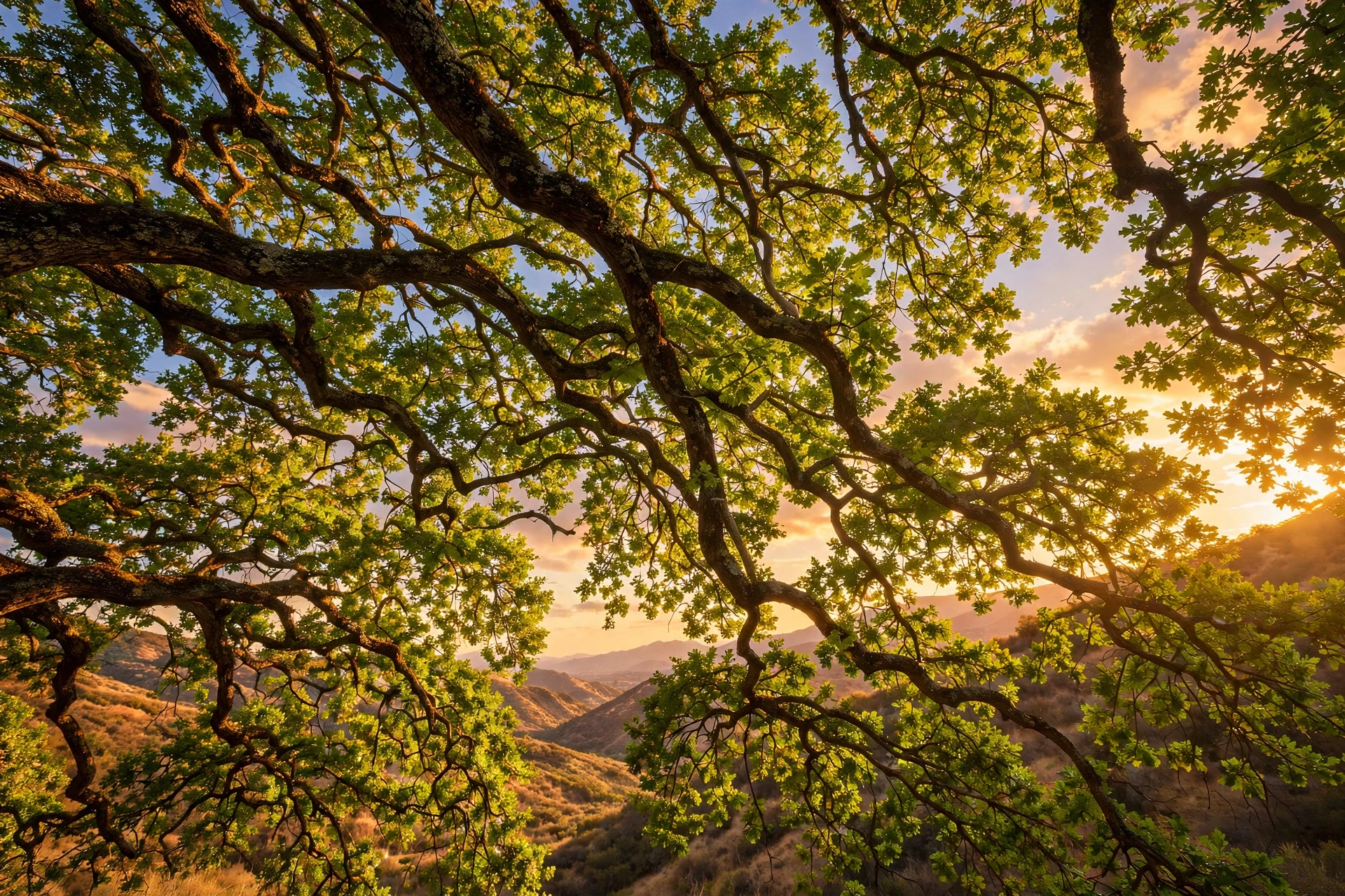 Sunlit tree canopy over the San Bernardino foothills